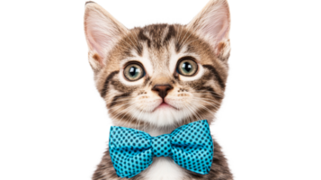 Kitten with bow tie portrait isolated for elegant design project, cut out transparent png