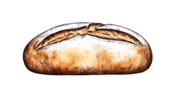 Loaf of Artisan Bread, Watercolor and Sketch Style, cut out transparent png