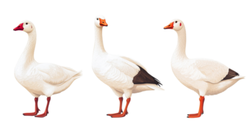 Three Elegant Geese Posing Side by Side, Cut Out Transparent png