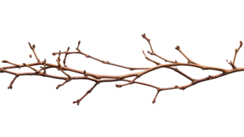 Bare tree branch with buds detail, studio isolated, cut out transparent png