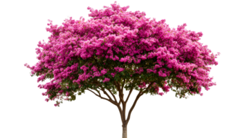 Pink Flowering Tree with a Lush Canopy and Distinct Trunk, cut out transparent png