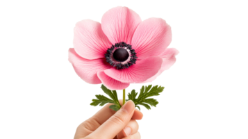 Pink anemone bloom held in fingers, cutout transparent png