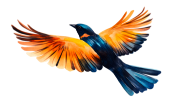 Colorful bird soars across, spreading wings wide open, cut out transparent png