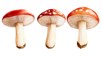 Row of three red mushroom fly agaric, poisonous fungi, forest, cut out transparent png