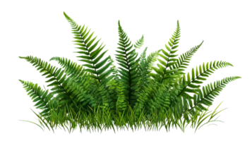 Lush green fern vegetation with grass, cut out transparent png