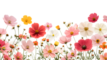 Multicolored cosmos flowers isolated over black, cut out transparent png