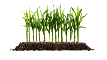 Young corn plants in soil, roots visible, studio shot, cut out transparent png