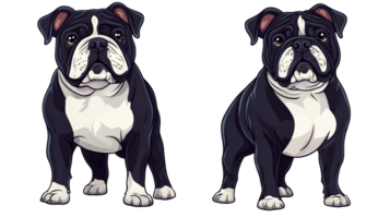 Two dark bulldog stand on black background with confidence, cut out transparent png