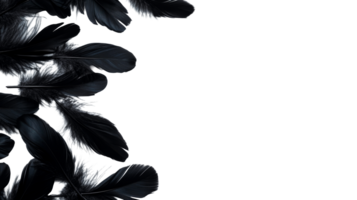 Dark feather arrangement, left frame background for text, cut out transparent png