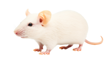 Side view of a white mouse with pink ears and tail, cut out transparent png