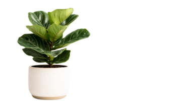 Fiddle leaf fig plant in a modern pot with a transparent background png