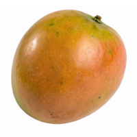 Fresh Whole Ripe Mango with Colorful Skin on Transparent Background for Culinary Use and Design png