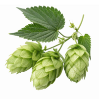Fresh Green Hop Cones with Leaves Isolated on Transparent Background for Brewing and Culinary Uses png