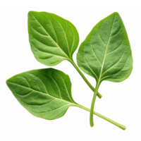 Fresh Green Spinach Leaves Cluster Isolated on Transparent Background for Culinary Designs png
