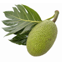Fresh Green Jackfruit with Leaf Isolated on Transparent Background for Culinary and Health Uses png