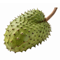 Fresh Green Soursop Fruit with Thorny Skin on Transparent Background png
