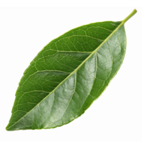 Realistic Green Bay Leaf Isolated on Transparent Background for Culinary and Aromatic Use png