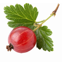 Fresh Red Gooseberry with Green Leaves on Transparent Background Ideal for Culinary and Design Use png