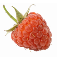 Fresh Bright Red Raspberry with Green Leaves on Transparent Background for Healthy Recipes png