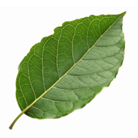 Realistic Green Bay Leaf Isolated on Transparent Background Ideal for Culinary and Botanical Uses png