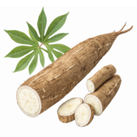 Fresh Cassava Root with Sliced Pieces and Green Leaves on Transparent Background png