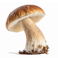 Realistic Edible Mushroom with Brown Cap and White Stem on Transparent Background for Culinary Use png