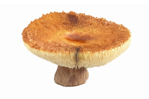 Realistic 3D Mushroom Illustration with Detailed Texture for Culinary and Nature Projects png
