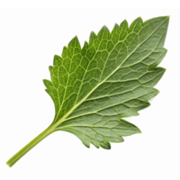 Fresh Mint Leaf Isolated on Transparent Background for Culinary and Design Use png