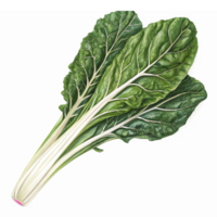 Fresh Swiss Chard Green Leafy Vegetable with Vibrant Color and Texture for Culinary Use png