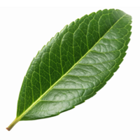 Realistic Green Leaf Isolated on Transparent Background for Nature and Eco Design Projects png