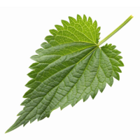 Detailed Green Nettle Leaf Isolated on Transparent Background for Botanical Illustrations png