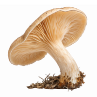 Realistic Mushroom with Detailed Gills and Structure on Transparent Background png