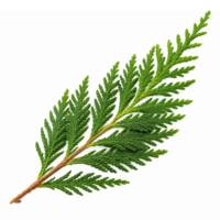 Realistic Green Fern Leaf Isolated on Transparent Background for Nature and Botany Illustrations png