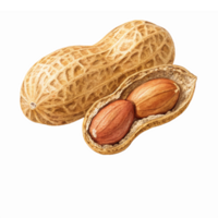 Realistic Illustration of Peanuts in Shell and Nuts Displaying Natural Texture and Detail png