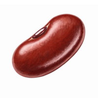 Realistic Red Kidney Bean Graphic with Detailed Textures for Culinary and Nutritional Use png