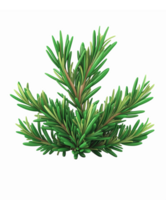 Lush Green Pine Branch Illustration with Realistic Details for Nature and Decor png