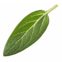 Realistic Green Olive Leaf Isolated on Transparent Background for Nature and Culinary Designs png