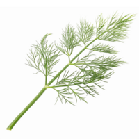 Fresh Green Dill Leaf Isolated on Transparent Background for Culinary and Decorative Use png