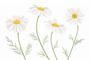 Fresh Daisies Floral Illustration with Green Stems on Transparent Background png