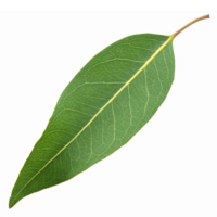 Single Green Bay Leaf Isolated on Transparent Background for Culinary and Aromatic Use png