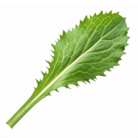 Fresh Green Leafy Vegetable Isolated on Transparent Background for Culinary and Design Use png