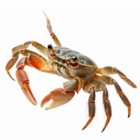 Realistic Illustration of a Crab with Detailed Features and Transparent Background for Coastal Designs png