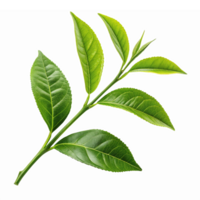 Realistic Green Leaf Branch Isolated on Transparent Background for Natural Design Projects png