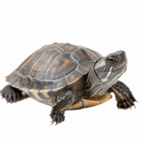 Realistic Turtle Walking on Transparent Background Ideal for Educational and Nature Themes png