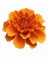 Vibrant Orange Marigold Flower with Layers of Petals for Botanical Design and Floral Arrangements png