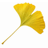 Yellow Ginkgo Leaf Isolated on Transparent Background for Natural Design Elements and Themes png