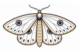 Realistic Detailed Illustration of a Beautiful Moth with Intricate Wing Patterns on Transparent Background png