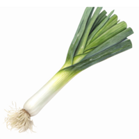 Fresh Green Leek with Long Leaves and Root for Culinary Use in Recipes and Cooking png