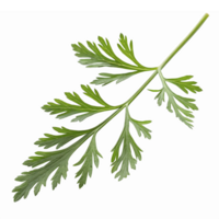 Fresh Cilantro Herb Leaf Isolated on Transparent Background for Culinary and Design Use png