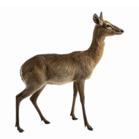 Realistic of Fallow Deer Standing Elegantly on Transparent Background png